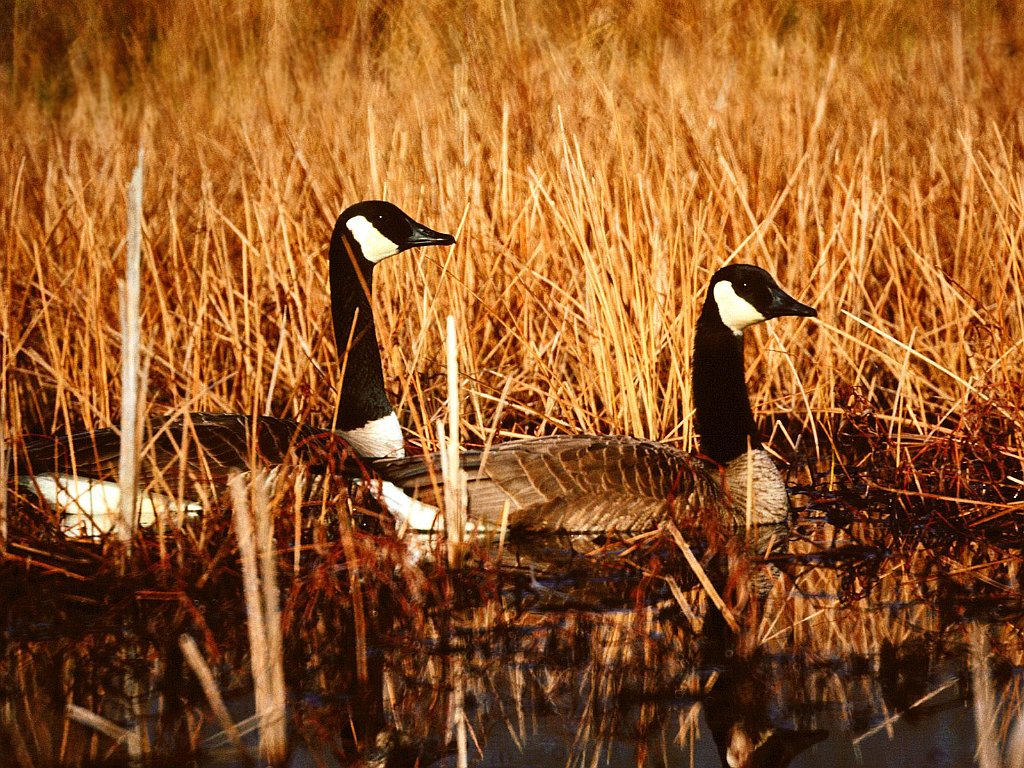 Canadian Geese, Seymour, Indiana